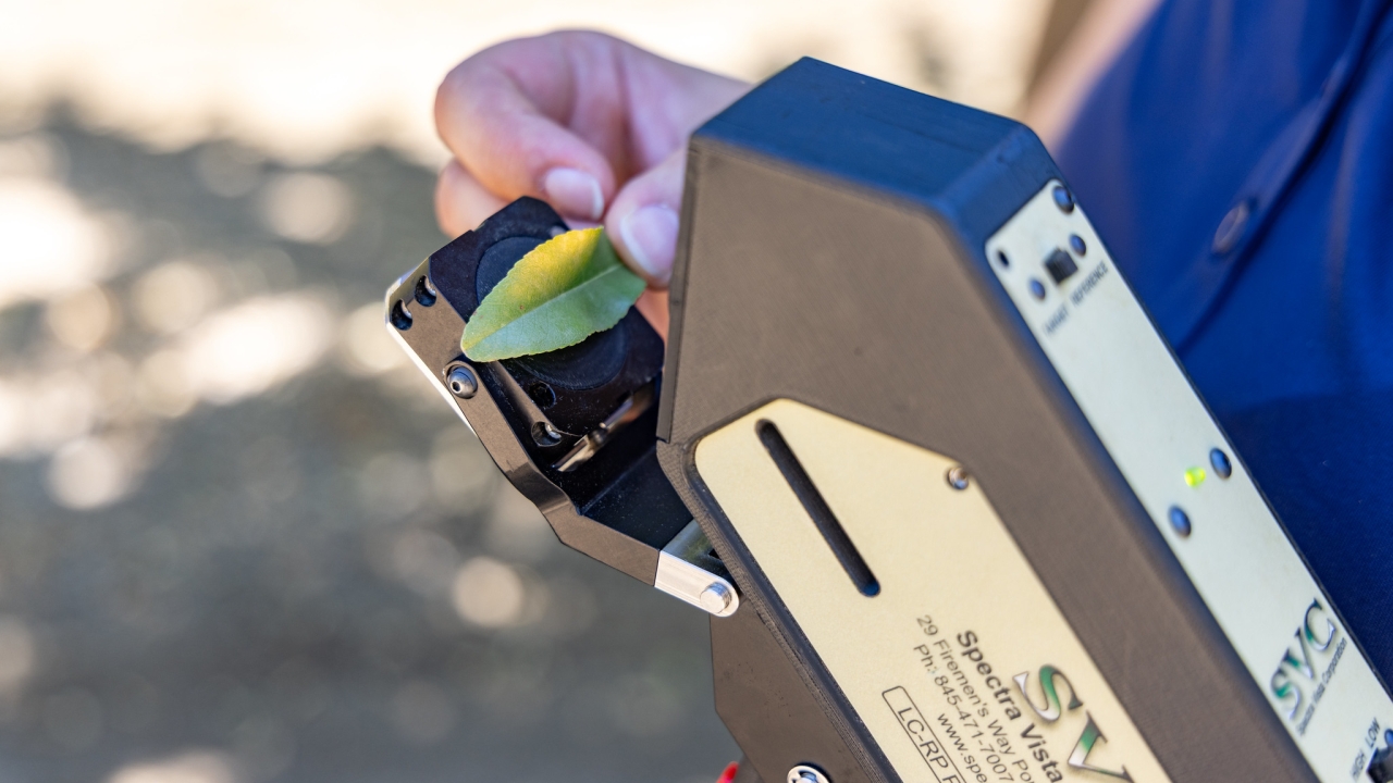 The Leaf Monitor tool, developed by researchers in the UC Davis Department of Biological and Agricultural Engineering, uses spectral data to measure crop health in real time. (Mario Rodriguez/UC Davis)