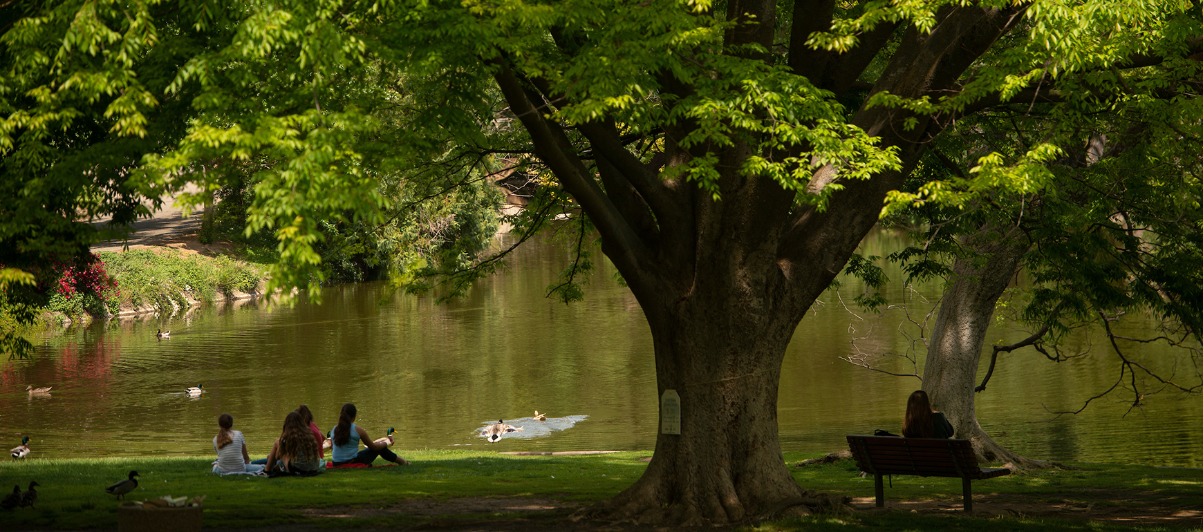 Students relax in the shade of a large tree by Lake Spafford in the Arboretum as ducks swim in the lake.  The spring weather is warm for students to study on the grass.