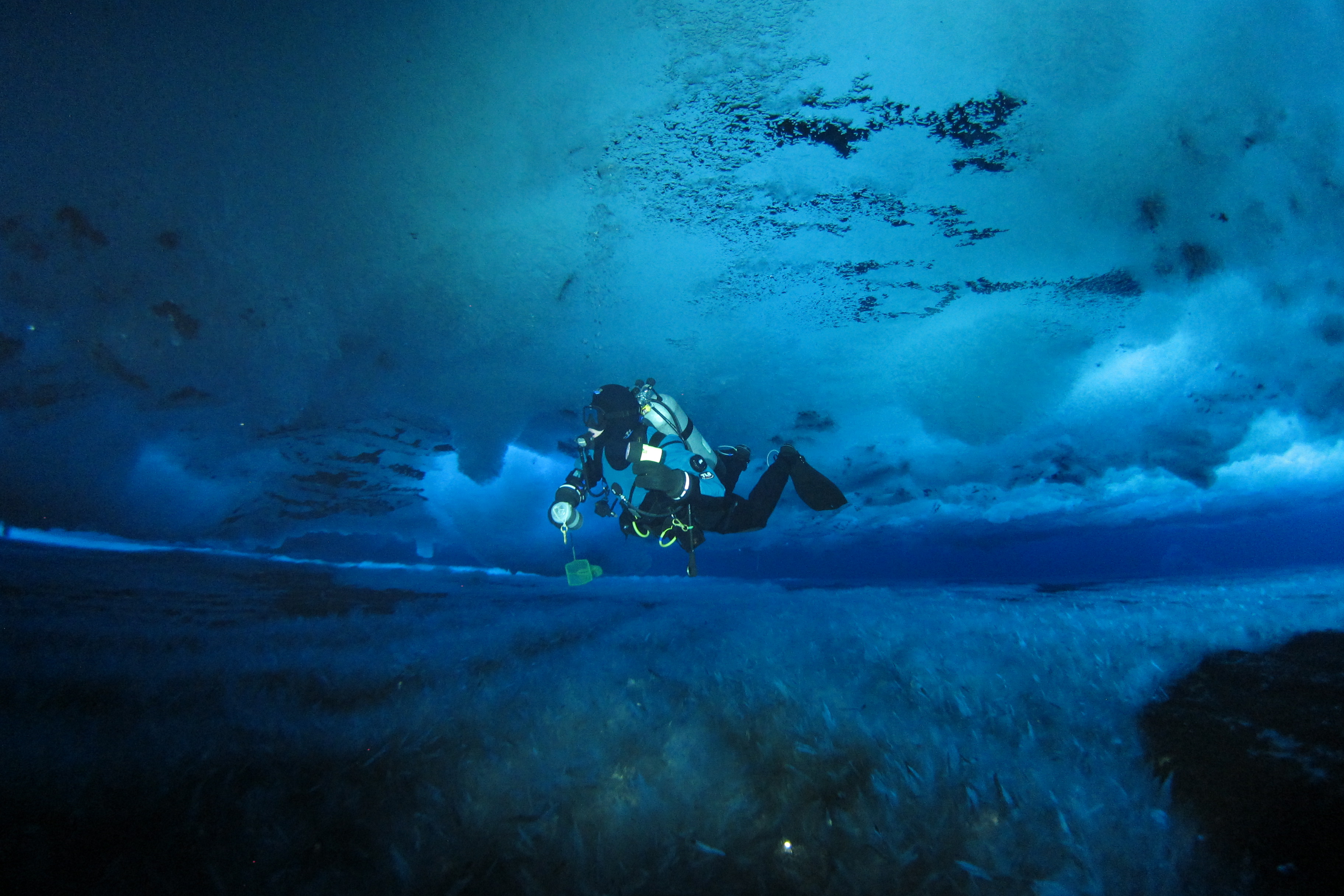 Amanda Frazier dives at Antartica Turtle Rock in 2019. Photo by Rob Robbins