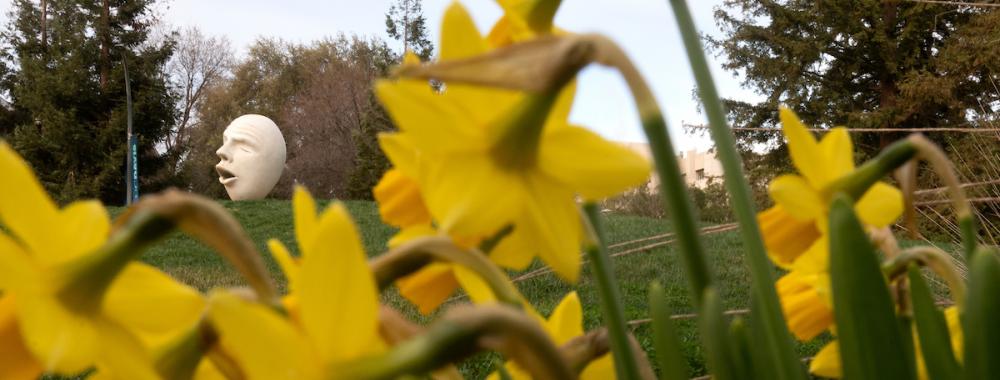 Daffodils on the UC Davis campus