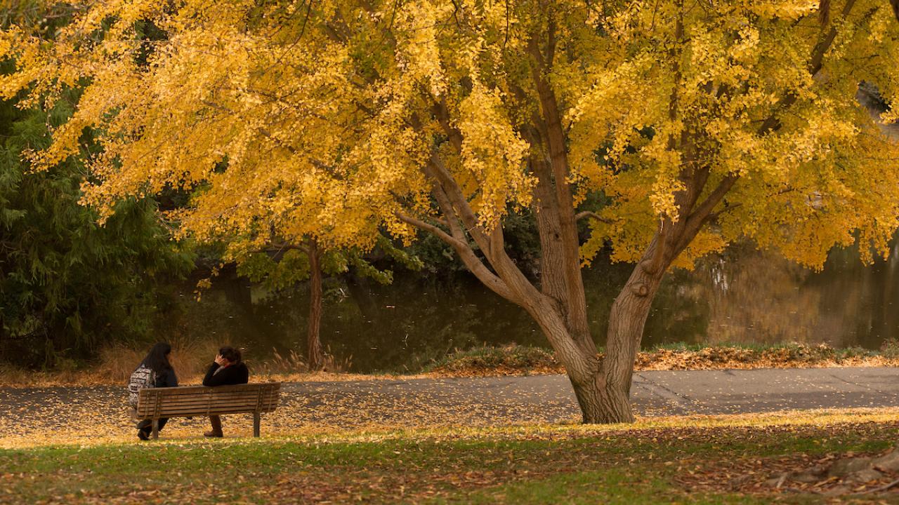 Fall colors of gold and yellow are in the gingko trees of campus in the Arboretum on Tuesday November 19