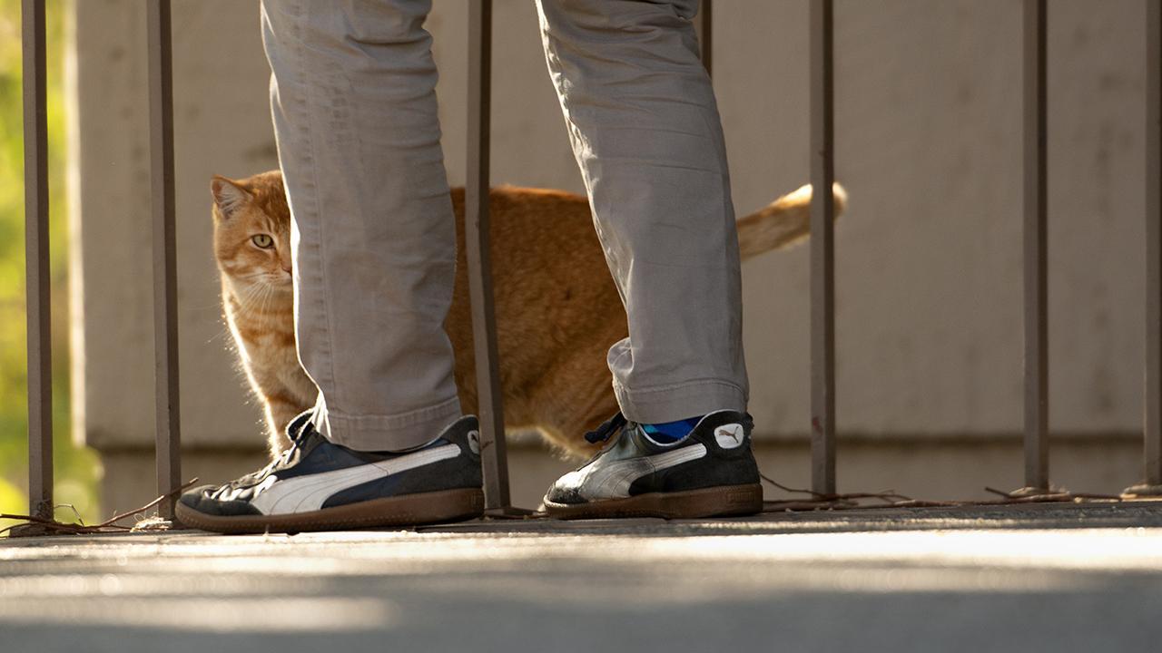 Orange cat hides behind legs