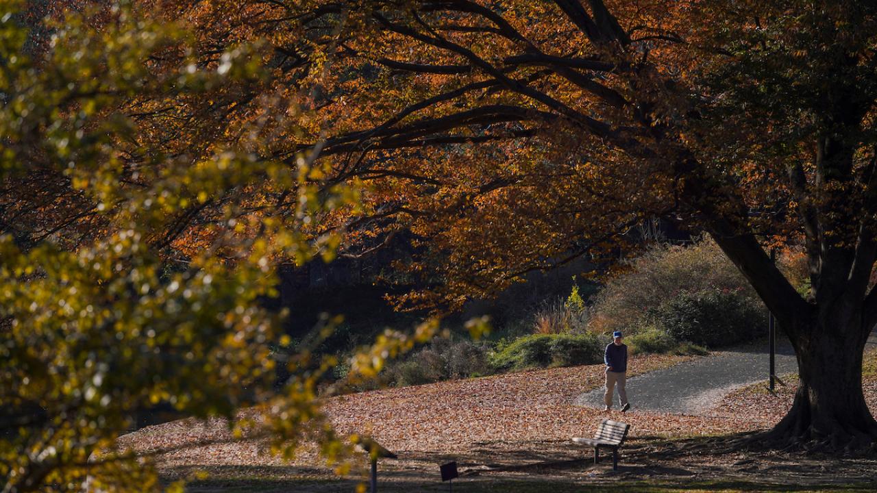 view of someone walking underneath a large tree near Lake Spafford