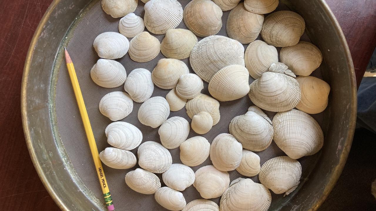 clamshells are in a metal tray with a classic yellow pencil next to them for scale