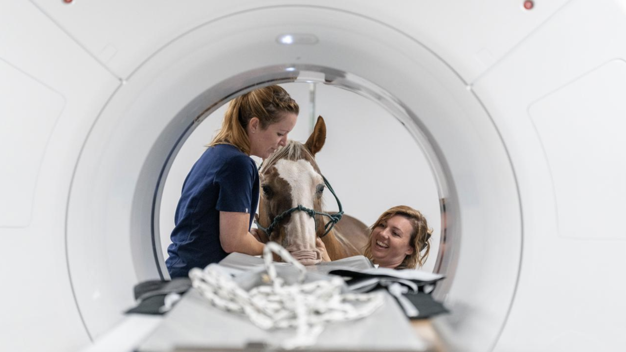 Large animal radiology technicians at the UC Davis Weill School of Veterinary Medicine gently interact with Joe Juice at a large bore equine computed tomography, or CT, scanner. The first of its kind in California, the scanner can perform scans on standing horses using only sedation. (Michael Bannasch/UC Davis)