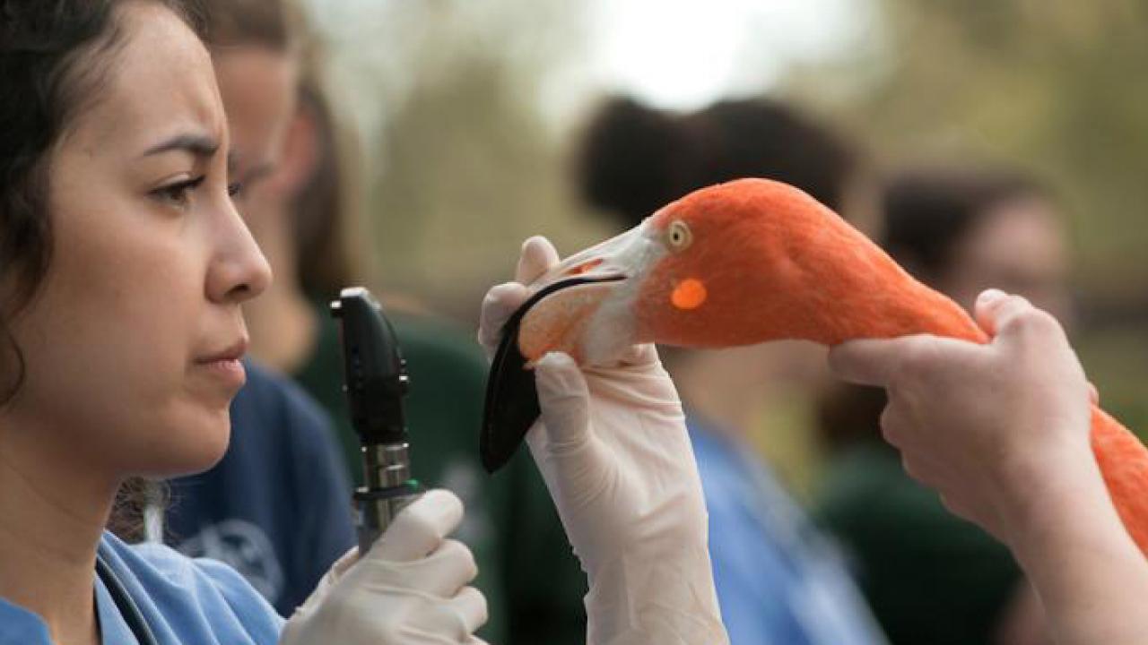 UC Davis vet med examines a flamingo