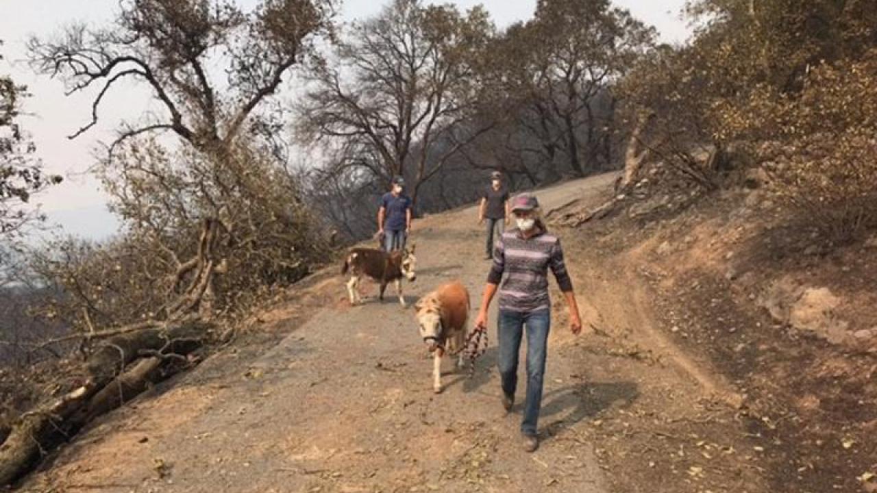 Claudia Sonder, foreground, of UC Davis&rsquo; Center for Equine Health, leads a miniature horse to safety, while employees of the Napa Valley Equine Hospital escort a miniature donkey, in the Napa County fire zone Oct. 11.