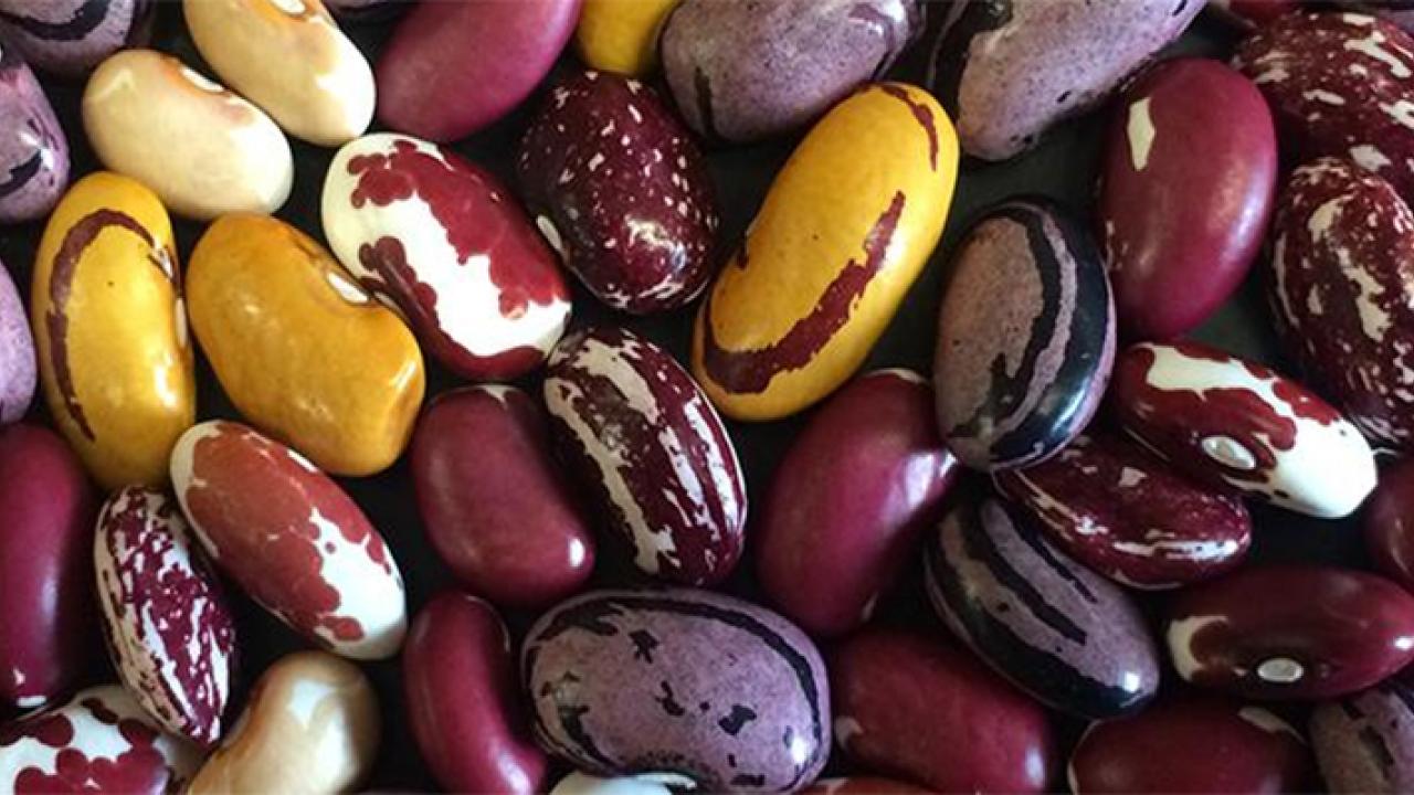 Legumes are a good source of protein, and they enrich the environment too. (Travis Parker/UC Davis)