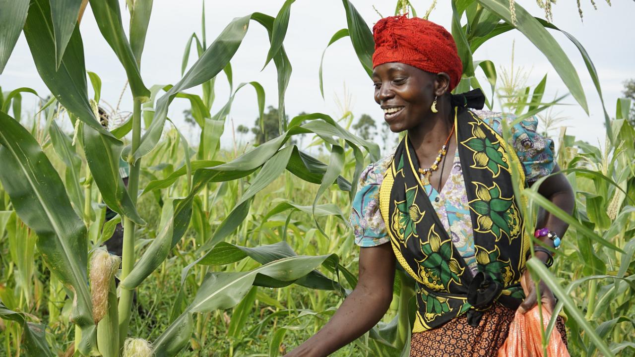 A farm worker applies fertilizer in a field of Staha maize for seed production at Suba Agro’s Mbezi farm in Tanzania.
