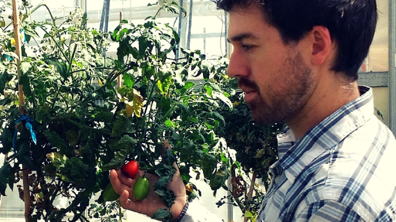 Don Gibson with tomato plants.