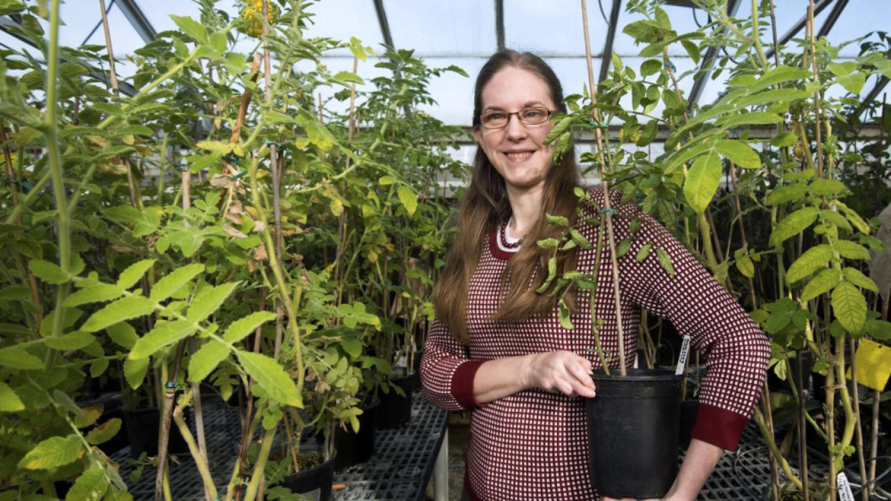 Erin Arms holding a tomato plant in the greenhouse.