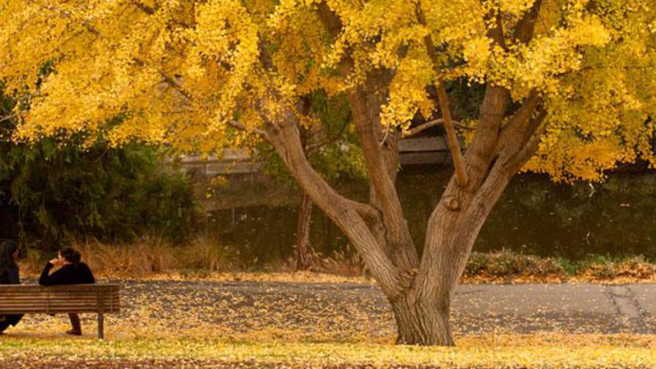 UC Davis students sitting under a tree in the arboretum