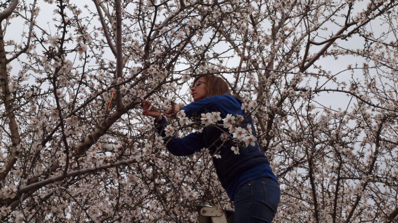 Katherine Pope inspecting a tree.