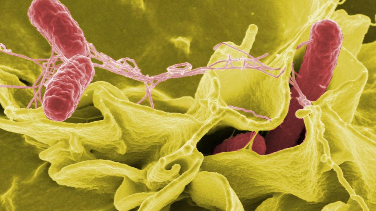 Salmonella