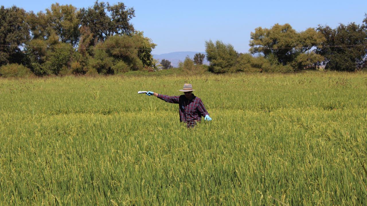 Tehla in a rice field