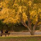Fall colors of gold and yellow are in the gingko trees of campus in the Arboretum on Tuesday November 19