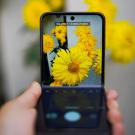 Hands holding phone photographing bright yellow daisies with blurred background.