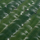 Innovations in Agriculture and Food Systems