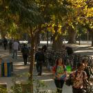 UC Davis students walking on campus with their bikes in autumn.