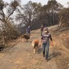 Claudia Sonder, foreground, of UC Davis&rsquo; Center for Equine Health, leads a miniature horse to safety, while employees of the Napa Valley Equine Hospital escort a miniature donkey, in the Napa County fire zone Oct. 11.