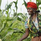 A farm worker applies fertilizer in a field of Staha maize for seed production at Suba Agro&rsquo;s Mbezi farm in Tanzania.