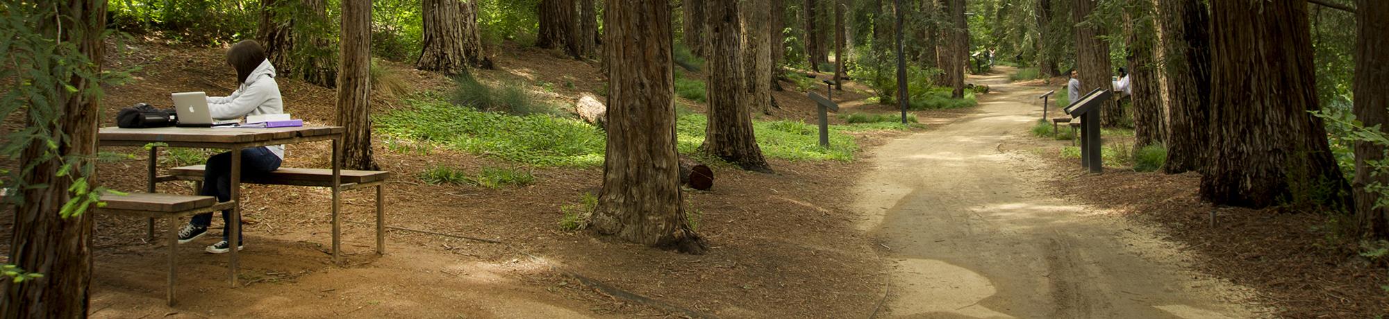 thesis submission deadline ucd Photo of the UC Davis arboretum - redwoods and a student studying