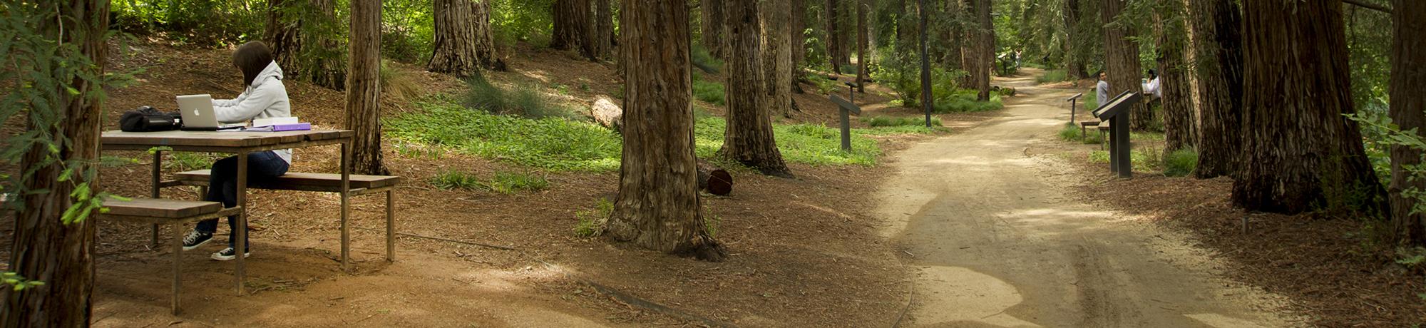 Photo of the UC Davis arboretum - redwoods and a student studying