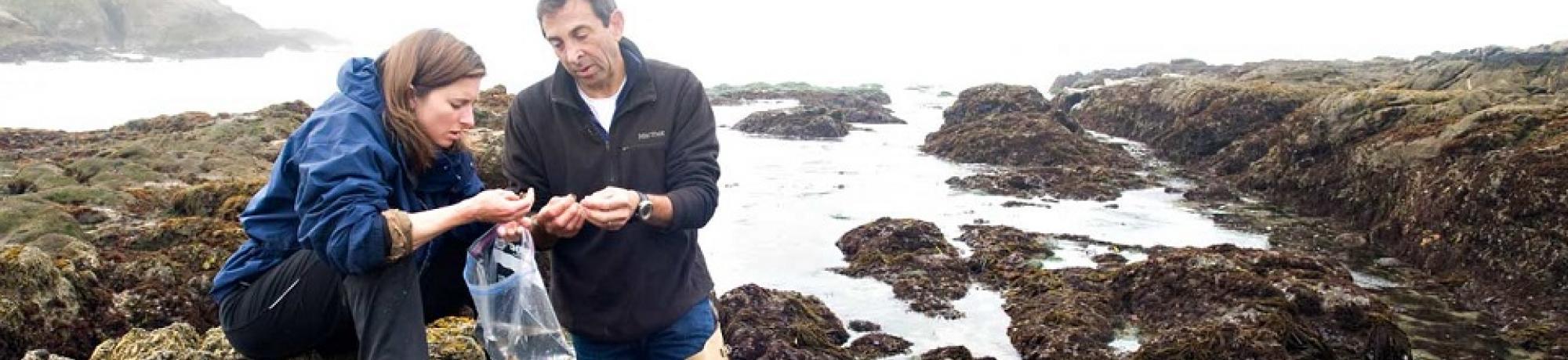 Evolution and Ecology professor Rick Grosberg instructs a student on Bodega Bay