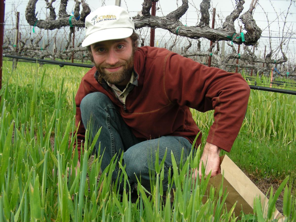 Wolff collects a (barley) cover crop sample.